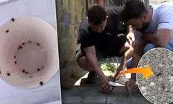 İstanbul'un o ilçesini keneler bastı!