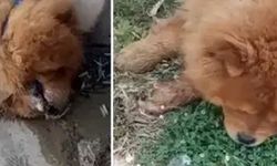 Sosyal medyadaki görüntüler harekete geçirdi: Köpek ölümüyle ilgili gözaltı