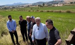 Çeltik üreticisi alarm veriyor: Bafra’da çiftçi isyanı