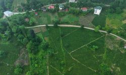 Karadeniz'in yeşil altını için zorlu mesai! Milyonlarca bardak çayın ardında büyük emek var