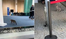 NATO Zirvesi'nin en rahat konukları kediler oldu