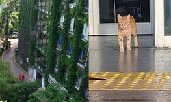 YTÜ’de kedi tartışması: Toplatma kararına tepki gösteren akademisyene kampüs yasağı
