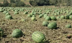 Tekirdağ'da dolu felaketi: 35 bin dekarlık tarım arazisi zarar gördü