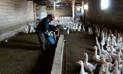4 kazla başladı, üretimini büyüttü: Yılda 800 yavru elde ediyor