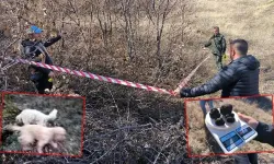 Özel eğitimli köpeklerle trüf mantarı envanteri çıkarıldı!