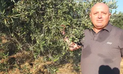 Zeytin üreticisi hasat öncesi destek istiyor: Yüksek maliyet üreticiyi zorluyor