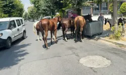 Avcılar'da başıboş at alarmı! Trafikte ve sürücü eğitiminde tehlike oluşturuyor..