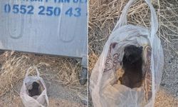 Eskişehir'de vicdansızlık: Ağzı bantlanıp çöpe atılan yavru kedi son anda kurtarıldı