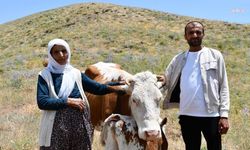 Telef olan ineğin yerine yenisi hediye edildi!