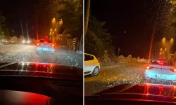 Sakarya'da milyonlarca söğüt kelebeğinin 'ölüm dansı' yeniden yaşandı!