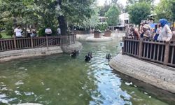 Kuğulu Park'ta yavru sevinci: Kuğu sayısı 18'e ulaştı