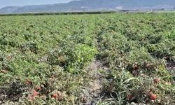 Çiftçi üretimden çekilme noktasında! 'Tarlaları, traktörleri sattık'