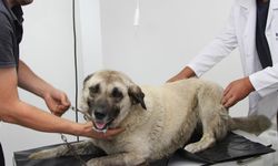Otomobiliyle köpeği ezen sürücü serbest bırakıldı