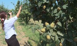 Selçuk’ta 2 bin dönüm arazi yeniden üretime açıldı