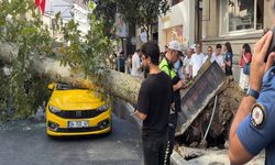 Şişli’de korkutan olay! Ağaç araçların üzerine devrildi