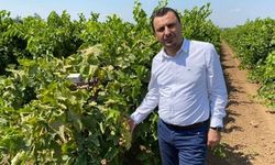 Kuru üzüm üreticisi maliyet kıskacında: TMO'ya fiyat çağrısı