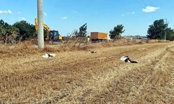 Tekirdağ’da elektrik faciası: 30 leylek akıma kapılarak öldü...