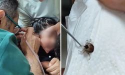 5 yaşındaki çocuğun kulağından kene çıktı! Doktordan kritik uyarı