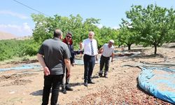 Hekimhan’da aşırı yağış kayısıya zarar verdi: Hasar tespit çalışmaları sürüyor