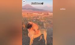 Aksaray’da köpek dövüşü skandalı: 3 şüpheli gözaltında