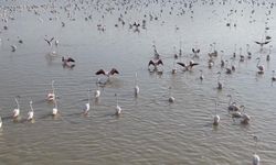 Akşehir Gölü yeniden hayat buldu: Flamingolar geri döndü...
