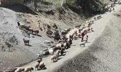 Besiciler, koyunlarını her gün 3 kilometre yürütüp suya götürüyor