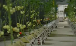 Çay atığı çöpe gitmeyecek: Yerli “çaykopit” seralarda ilk mahsulünü verdi