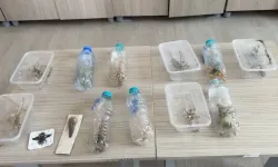 Nemrut’ta yakalanmışlardı: Canlı çekirgeler için “genetik çalışma” şüphesi