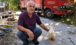 Torunları vazgeçti, ördek dedesinin peşinden ayrılmadı...
