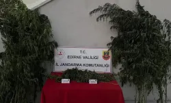 Edirne’de jandarmadan suçüstü: Hint kenevirlerini sularken yakalandı