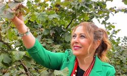 YENİ Partili Gezmiş’ten fındık tepkisi: 'Üretici tüccarın insafına bırakılamaz'