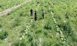 Yozgatlı karpuz üreticisi dertli: Çiftçiliğin sürdürülebilir bir tarafı kalmadı