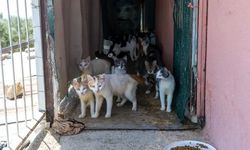 Mersin'de 'kötü koku' ihbarı gerçeği ortaya çıkardı! 100 kedi...