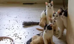 ‘Çöp ev’ ihbarı ekipleri şaşırttı: Adresten yaklaşık 100 kedi çıktı