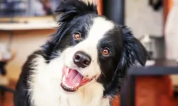 Köpekler neden başını yana eğiyor? Bilim insanları merak edilen davranışı araştırdı...