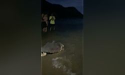 Tedavisi tamamlanan deniz kaplumbağası Kaan-19 yeniden denize bırakıldı...