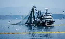 Palamut sezonu için umutlandıran gelişme: “Denizlerin padişahı palamut olacak”