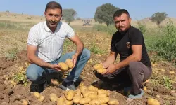 Tarlada 10 liraya düşen patates, market ve pazarda 40 liraya satılıyor...