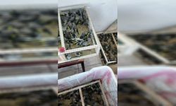 Sınırda yakalandılar: Yasa dışı çıkarılmak istenen 350 saka kuşu kurtarıldı