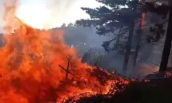 Uludağ'daki orman yangını rüzgar etkisiyle büyüdü!