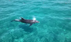 Alanya'da kıyıya yaklaşan yunus tatilcilere görsel şölen yaşattı!