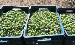 Zeytin üreticisi kara kara düşünüyor