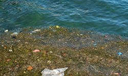 Türkiye'nin denizleri alarm veriyor! Marmara'da oksijen, Karadeniz'de balık, Akdeniz'de sıcaklık krizi
