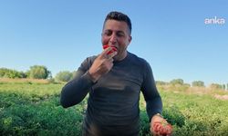 Iğdır’da süper domates!