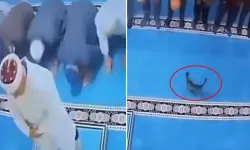 Kediyi tekmeleyen şüpheli serbest bırakıldı