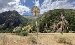 Tunceli’de koruma altındaki dağ sarımsağını söken 3 kişiye 2 milyon 97 bin lira ceza