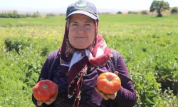 Karahıdır domatesinde şaşırtan gecikme! Ata tohumunun hasadı bu yıl 1 ay geç başladı