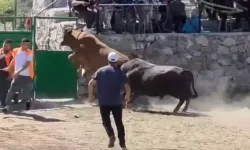 Arenada panik anları: 600 kiloluk boğa kapıdan atlayıp kaçtı