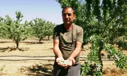Hobi diye başladı, 400 dönümlük badem bahçesinin sahibi oldu: Bu yıl 10 ton bekliyor