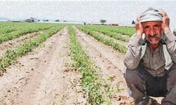 Tarımda alarm zilleri çalıyor: Çiftçinin borcu yüzde 38, batık kredisi yüzde 226 arttı!